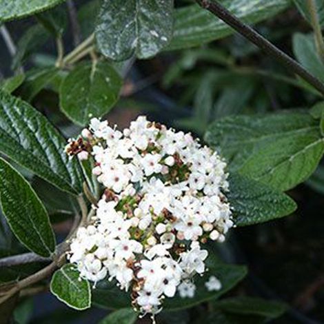 Viorne  - Viburnum 'Pragense'  - 60-80 cm pot