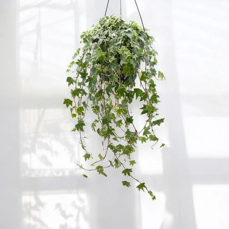 Gardenaria Edera - Hedera helix 'White Ripple' - Pianta da interno ornamentale - Altezza: 50 cm (vaso 19) (1/5)