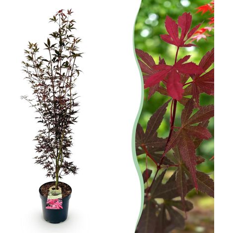 Érable du Japon Acer palmatum Skeeters Broom pour Jardin et Terrasse Rouge Pot 26cm H90cm - PANGIVO (1/5)