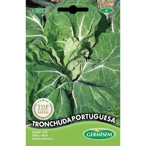 graines Chou TRONCHUDA PORTUGUESA