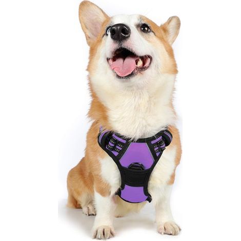 Arnés para perros talla M, color morado, antitirones, reflectante, ajustable, para perros grandes, con gancho frontal para la correa, ideal para senderismo, viajes en coche, American Staffordshire Ter (1/5)