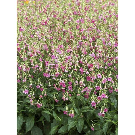 Tabac d'ornement 'Vedado Rose Pink' Mini-motte Ø 3/4 cm (par 5)
