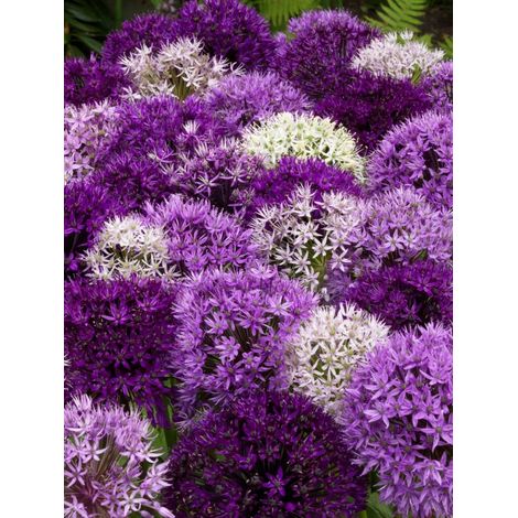 bulbi di ALLIUM MIXED 4/5