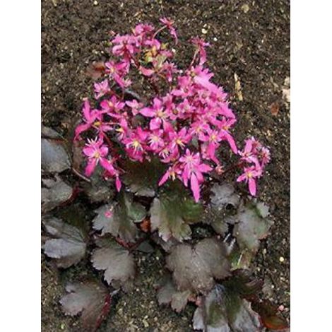 Saxifrage 'Black Ruby' Godet de 8/9 cm