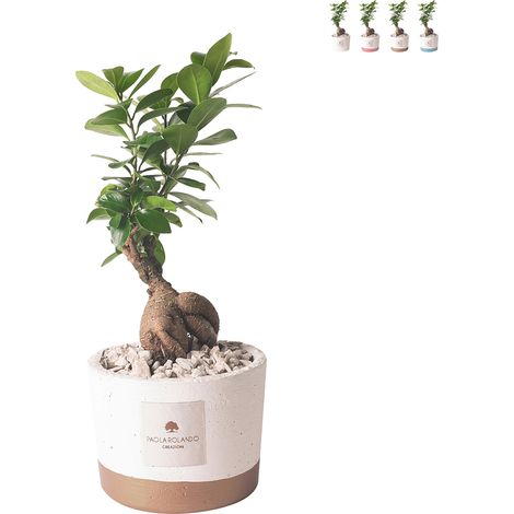 Bonsaï ficus d'intérieur en pot ciment Paola Rolando Flora - Beige (1/3)