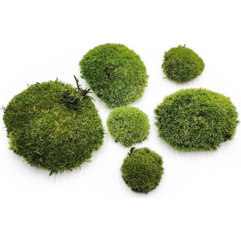 Muschio a cuscino - Verde scuro naturale - 0,062 m² (40x15 cm) - Francia