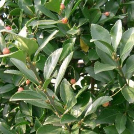 Fusain du Japon - Euonymus japonicus - 40-60 cm pot (1/4)