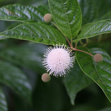 Bois-bouton - Cephalanthus occidentalis  - 30-40 cm pot
