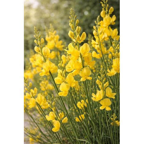 Aceite esencial de retama - Laburnum sylvestris abs 10%