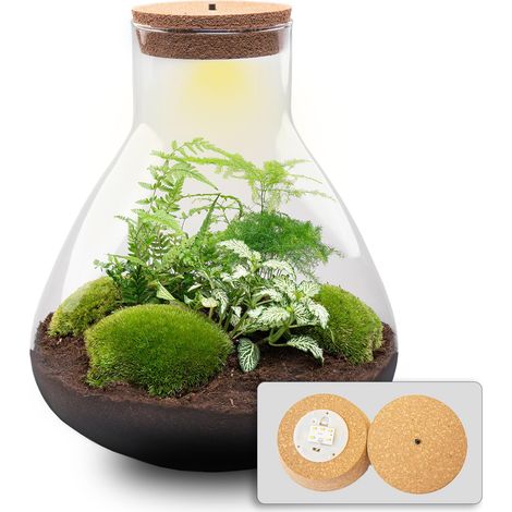 Terrarium pour Plantes Kit DIY avec Éclairage LED Écosystème Fermé en Verre Ø 30 x 32 cm - PANGIVO