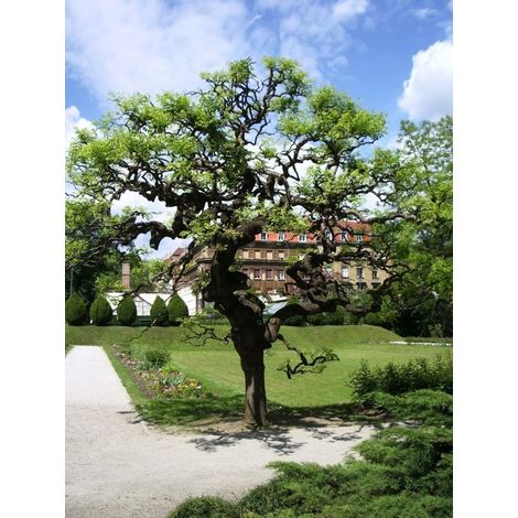 Acacia del Giappone "Sophora japonica" Sofora pianta in vaso 1 litro h. 1 metro circa (1/5)