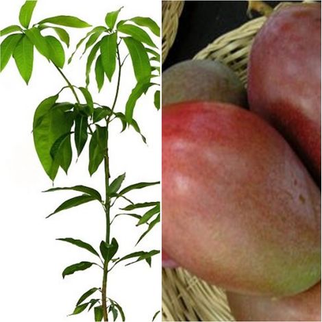 Arbol Planta Frutal Mango Variedad Osteen. Resistente y Productivo