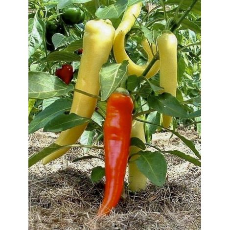 Poivron 'Sweet Banana Jaune Clair' le sachet de 25 graines (0,5g) (1/2)