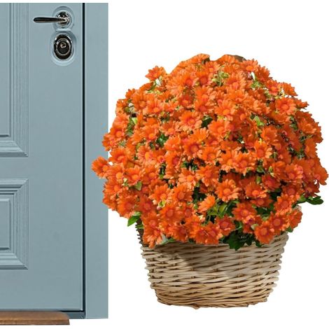 Faux Chrysanthèmes - Lot de 10 Fleurs Artificelles Résistantes Aux UV pour Jardinières Extérieur - Résistantes aux Intempéries Décoration Maison pour Jardin Vase Balcony Bureau Chambre (1/5)