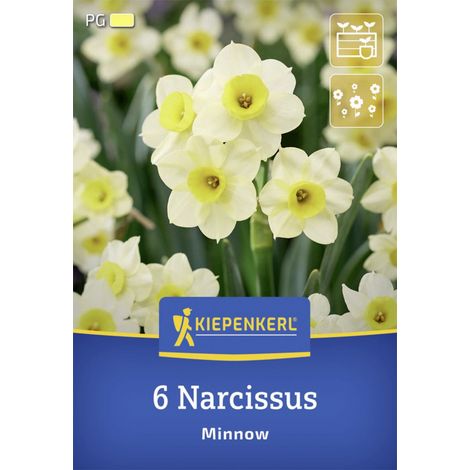 Kiepenkerl Herbstblumenzwiebel Tazetten-Narzisse Minnow 6 Stück (1/2)