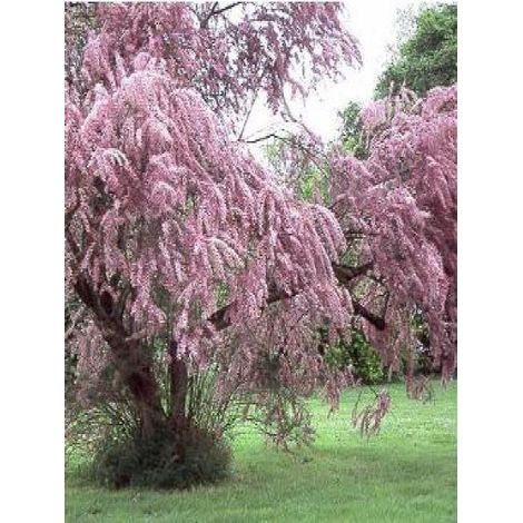Tamaris parviflora Pot de 3L/4L