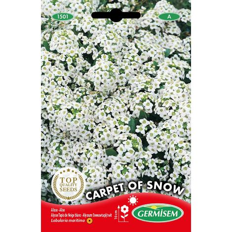 Graines Alysse Tapis de Neige blanc CARPET OF SNOW