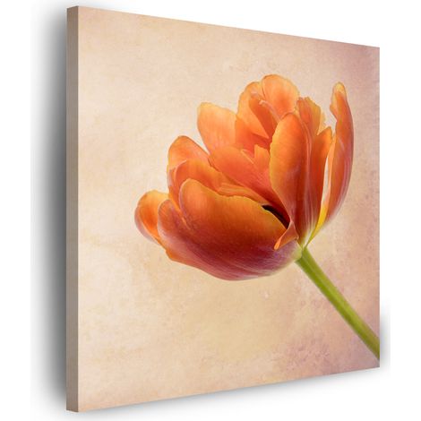 Impression sur toile Botanique Tulipe 40x40 cm