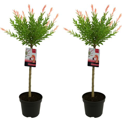 Bloomique - Lot de 2 - Salix Integra Flamingo - Saule panaché - Plantes de jardin - Rustiques - 80-100 cm de haut - Pot 19cm (1/5)