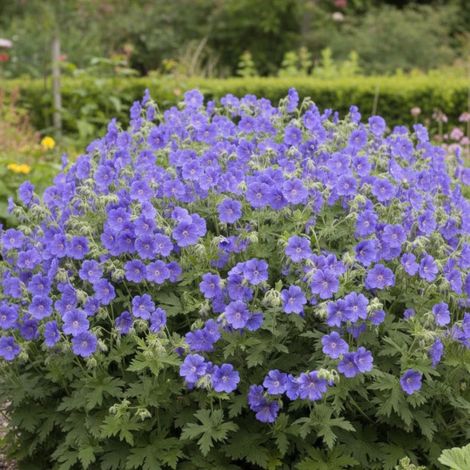Géranium vivace de l'Himalaya/Godet - 5/20 cm