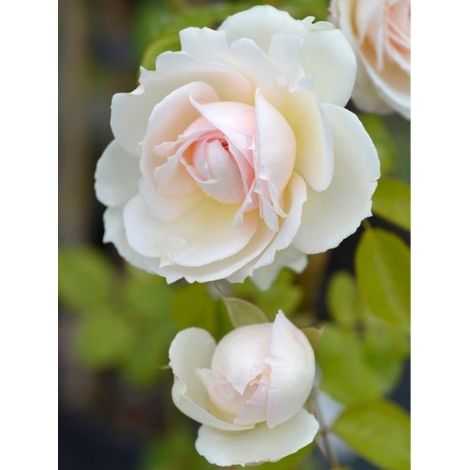 Rosier grimpant 'Palais Royal' Pot de 4L/5L (1/2)