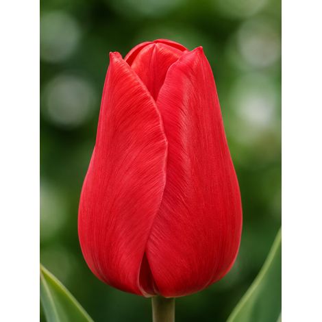 Bulbi di Tulipano Single Early Christmas Carol (CONFEZIONE DA 7 BULBI)