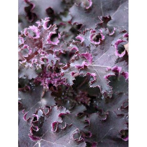 Heuchère 'Purple Petticoats' Godet de 8/9 cm (1/3)