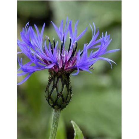 Bleuet, Barbeau des montagnes Pot de 2L/3L