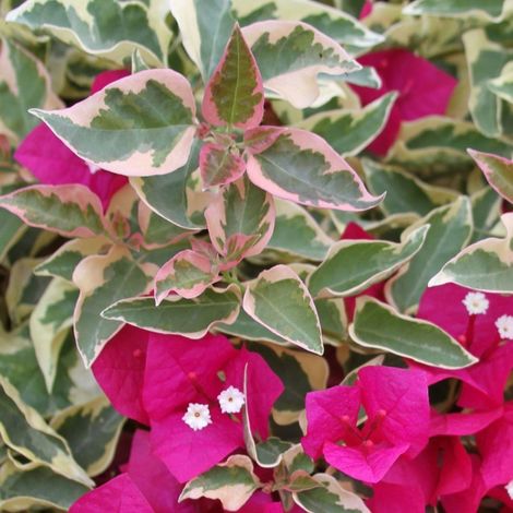 Pianta di Bougainvillea “RASPBERRY” Bougainvillea Variegata Foto Reali (1/4)