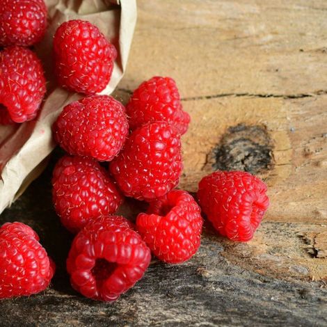 Framboisier Rustica® 'Yummi'/Pot de 3L - 30/60 cm (1/4)