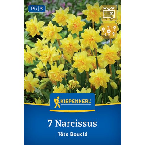 Kiepenkerl Herbstblumenzwiebel Narzissen Tête Bouclé 7 Stück (1/2)