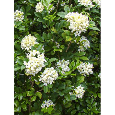 Buis de Chine, Bois jasmin Pot de 3L/4L (1/2)