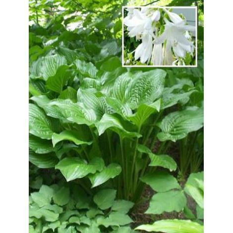 Hosta 'Royal Standard' Pot de 2L/3L (1/4)