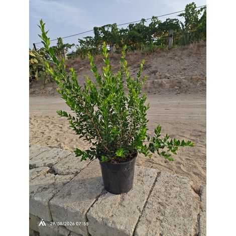 MYRTUS COMMUNIS (MIRTO) CESPUGLIO VASO 24 H.70/90 (1/4)