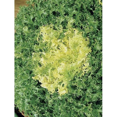 Chicorée frisée 'Myrna Bio' le sachet de 500 graines environ (0.8g)