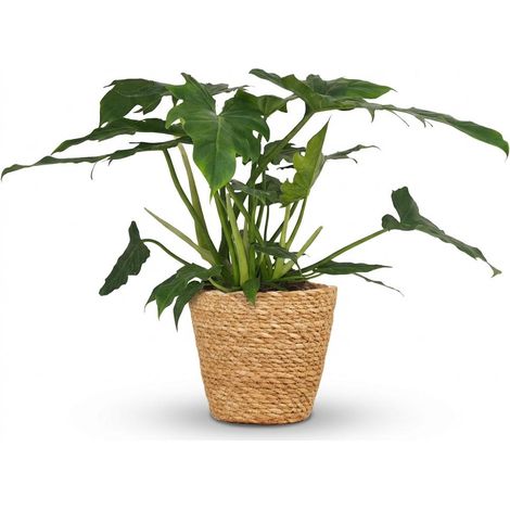 Philodendron Lacerum Plante Verte d'Intérieur avec Panier Décoratif Hauteur 65 cm Pot 19 cm - PANGIVO (1/5)