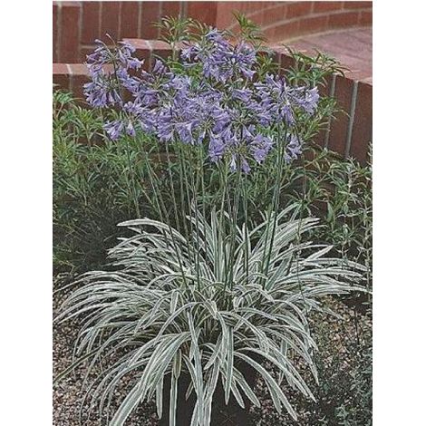Agapanthe 'Silver Moon' Pot de 1L/1,5L (1/3)