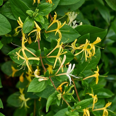 Chèvrefeuille - Lonicera japonica Halliana 70cm (1/2)