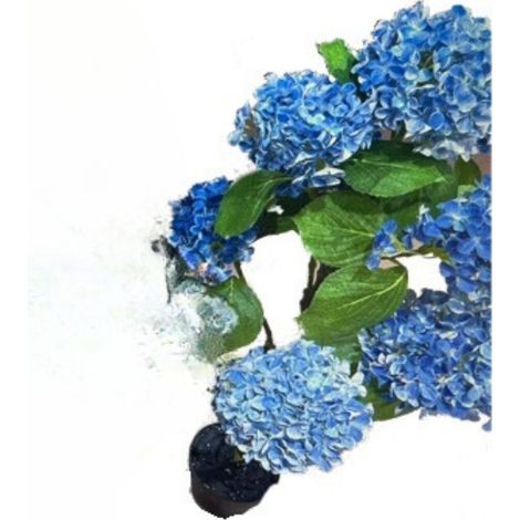 Pianta ornamentale di Ortensia in vaso 150 cm colore blu