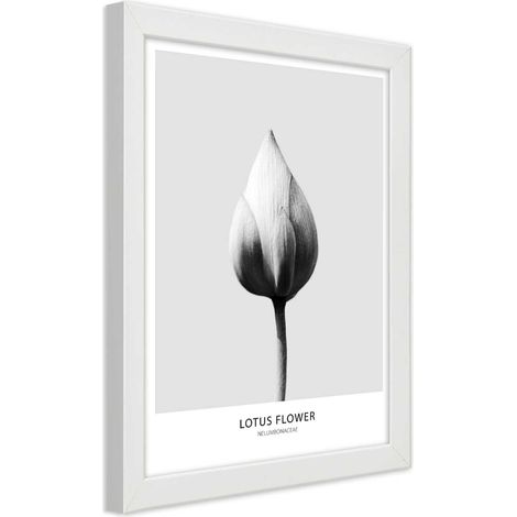 Quadro con cornice, Bocciolo di loto bianco - 30x45 (1/5)