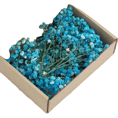Fleurs Séchées de Gypsophile, Couleurs Vives, Arrangements Floraux Polyvalents, Bleu (1/2)