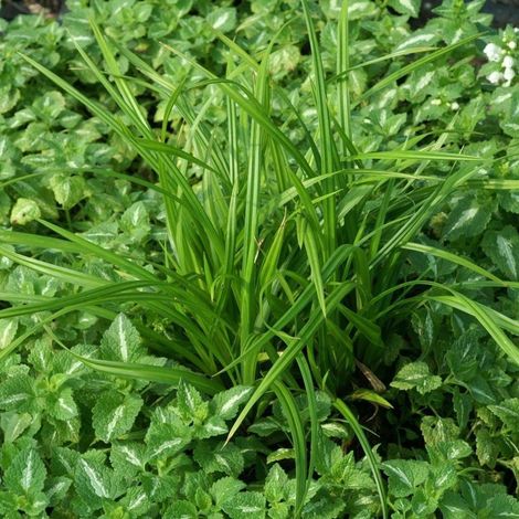 Laîche foliosissima Irish Green/Godet (1/2)