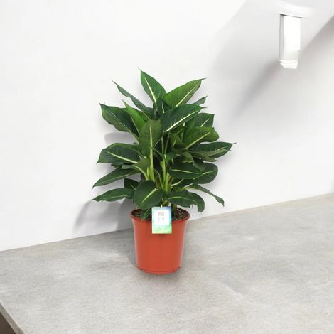 Gardenaria Dieffenbachia 'Green magic' - Pianta da interno ornamentale - Altezza: 60 cm (vaso 17) (1/5)