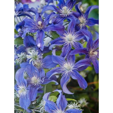 Clématite integrifolia 'Saphyra'® Indigo 'Cleminov 51' Pot de 2L/3L