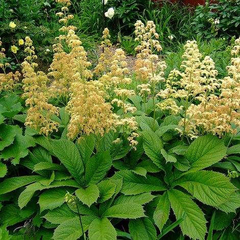 4 x Rodgersia pinnata - godet 9x9 cm