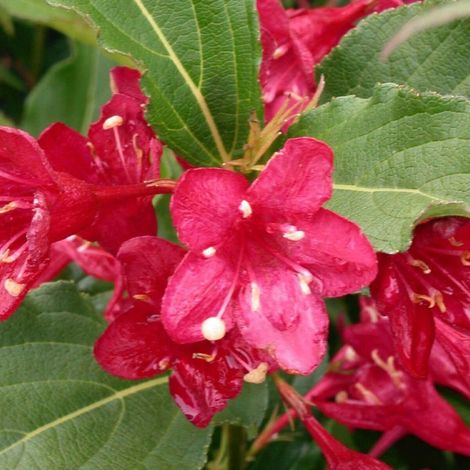 Weigela Bristol Ruby, Weigelia/Pot de 4L - 40/60 cm (1/5)