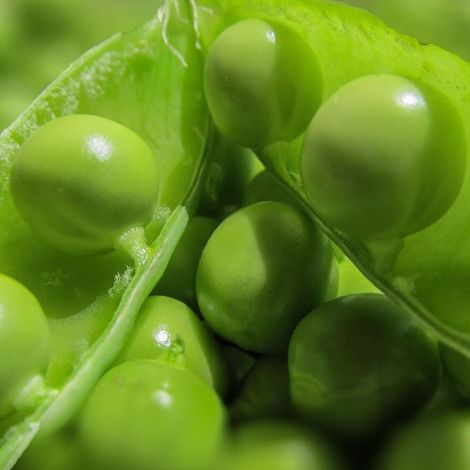 Graines de Pois Nain grain ridé Merveille de Kelvedon - Vilmorin/Boite - 20 mètres