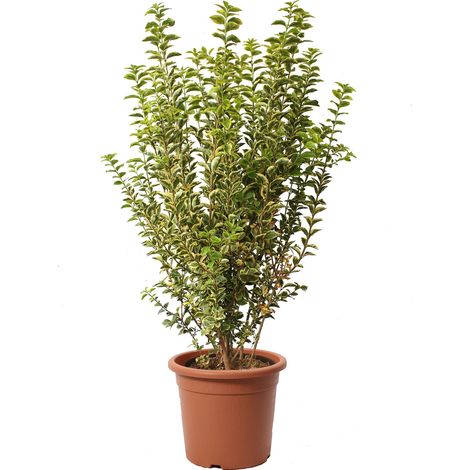 Ligustrum Japonicum Ovalifolium Aurea - Ligustro Piante da Esterno Vere - H 80/100 cm Vaso Ø 24 cm