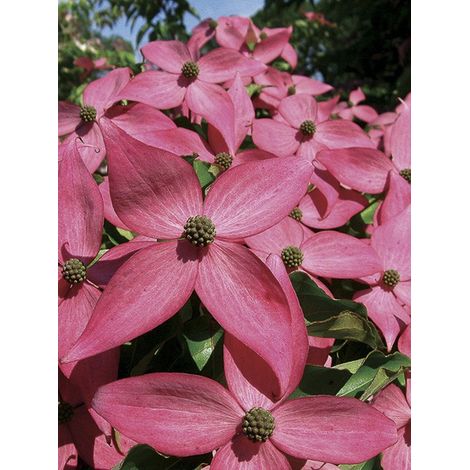 Cornouiller du Japon 'Scarlet Fire' Pot de 4L/5L