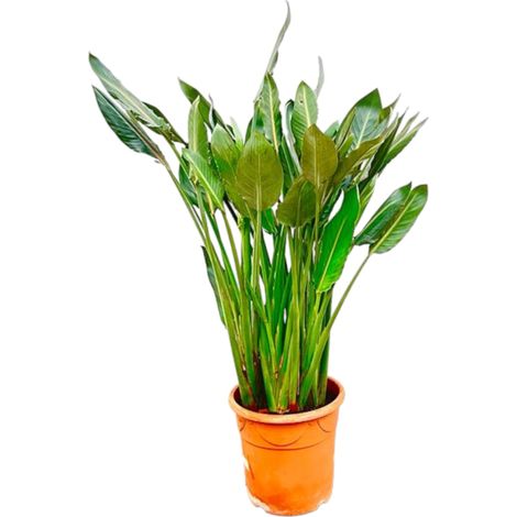 Strelitzia Reginae XL Oiseau de Paradis Plante Exotique Fleurs Oranges 150 cm Pot ⌀30 cm - PANGIVO (1/5)